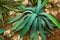 Closeup of a agave plant with flabby leaves, popular tropical plant from America