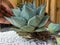 Closeup of a agave succulents plant and pups with bare roots closeup