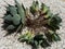 Closeup of a agave succulents plant and pups with bare roots closeup on a white marbles stones background closeup