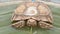 Closeup of aged African spurred tortoise shell crawling in outdoors zoo water and river park slowly. Closeup cute beauty