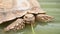 Closeup of aged African spurred tortoise shell crawling in outdoors zoo water and river park slowly. Closeup cute beauty