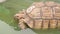 Closeup of aged African spurred tortoise shell crawling in outdoors zoo water and river park slowly. Closeup cute beauty