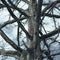 Closeup of an aged tree with a bare trunk and branches on a cloudy day