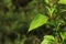 Closeup of ageratina riparia growing in a field under the sunlight with a blurry background