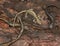 Closeup on an aggregation brassy colored Hokkaido salamanders, Hynobius retardatus sitting on wood