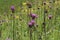 Closeup on an aggregation of colorful purple flowering melancholy thistle flowers, Cirsium heterophyllum