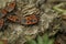 Closeup on an aggregation of colorful red fire bugs, Pyrrhocoris apterus