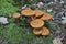 Closeup on an aggregation of emerging redbrown laughing gym or spectacular rustgill mushroom, Gymnopilus junonius