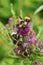 Closeup on an aggregation of four vestal cuckoo bumblebee, Bombus vestalis , sitting on a purple spear thistle flower