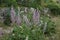 Closeup on an aggregation of the fragrant Clary sage, Salvia sclarea in the Mediterranean