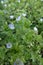 Closeup on an aggregation of Ivy-leaved Speedwell, Veronica hederifolia, with it\\\'s small lightblue flowers
