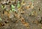 Closeup of an aggregation of yellow meadow ants  Lasius flavus on the ground
