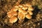 Closeup on an aggregation of yellow orange colored Sulphur tuft