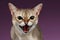 Closeup Aggressive Singapura Cat Hisses on purple