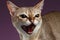 Closeup Aggressive Singapura Cat Hisses on purple