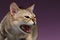 Closeup Aggressive Singapura Cat Hisses on purple