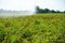 Closeup of an agricultural field facing a lack of rainfall and climate change