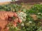 Closeup ajwain or ajowan flower.