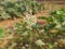 Closeup ajwain or ajowan flower.