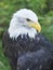 Closeup of an Alaskan Bald Eagle from a High Vantage Point