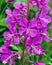 A closeup of Alaskan fireweed