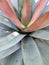 Closeup of Alcantarea imperialis, species of giant bromeliad, endemic to Brazil. nature concept