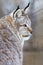 Closeup of alert brown Eurasian wild cat looking away