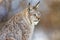 Closeup of alert brown furry lynx looking away