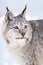 Closeup of alert brown lynx looking away