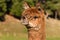 Closeup of alert suri alpaca head
