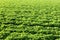 A closeup of an alfalfa Medicago sativa field.