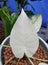 Closeup of the all-white leaf of Alocasia Odora