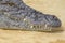 Closeup of a alligator , Crocodiles are large aquatic reptiles t