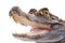 Closeup alligator isolated on the white background