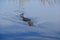 Closeup of an Alligator swimming in a swamp in Everglades, Florida