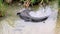 Closeup of an Alligator turning around slowly in swamp water. Footage shot at the Port Aransas Nature Preserve in Texas