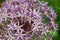 Closeup of a allium blossom