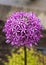 Closeup of Allium Gladiator pink flower