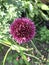 Closeup of allium purple bloom with green foliage