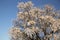 Closeup of Almond Tree Blossom, Dehesa de la Villa Park, Madrid