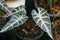 Closeup Alocasia Amazonica Sanderiana in white plastic pots