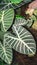 Closeup of Alocasia leaves in the garden