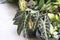 Closeup Alocasia sanderiana Bull plant in pot with garden background