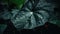 Closeup of Alocasia tropical plant leaves with rain drops. Green natural backdrop. Generative AI