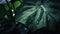 Closeup of Alocasia tropical plant leaves with rain drops. Green natural backdrop. Generative AI
