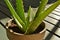 Closeup Aloe Plant