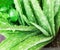 Closeup aloe vera leaf with water drop