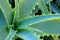 Closeup Aloe Vera Plant in morning Sunlight