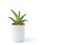 Closeup aloe vera plant in pot on white background