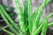 Closeup aloe vera in pot, For skin care